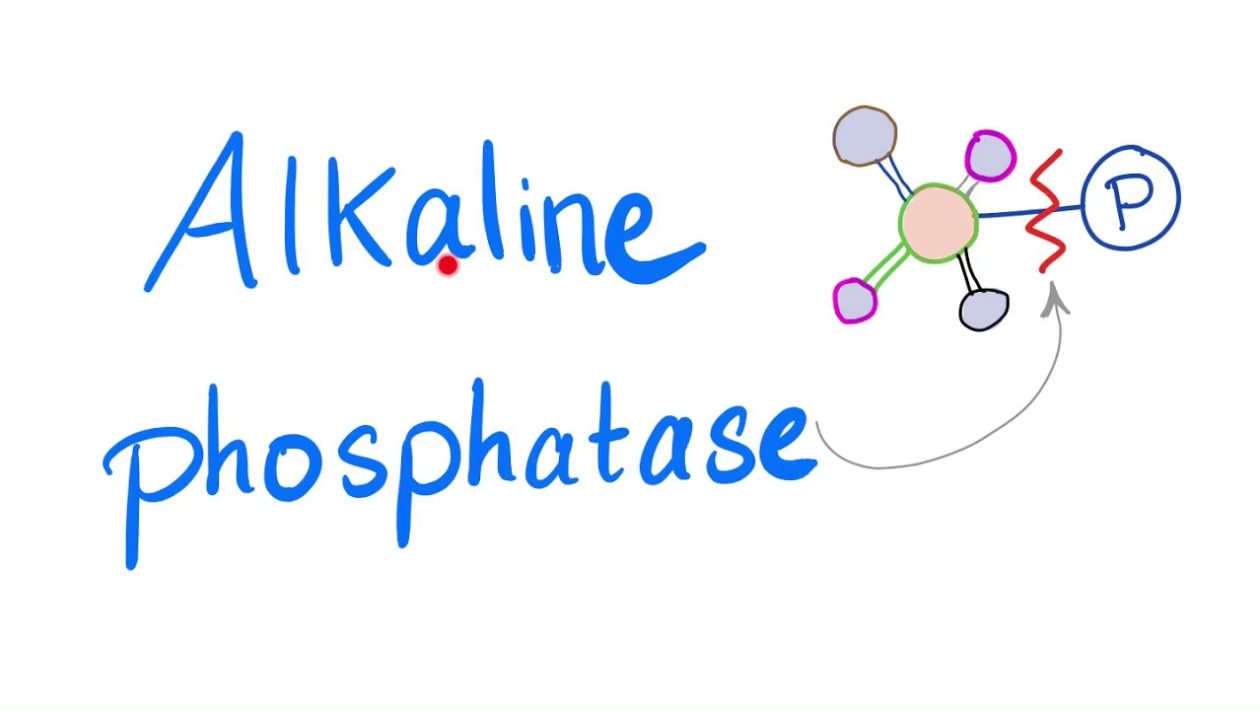 alkaline phosphate