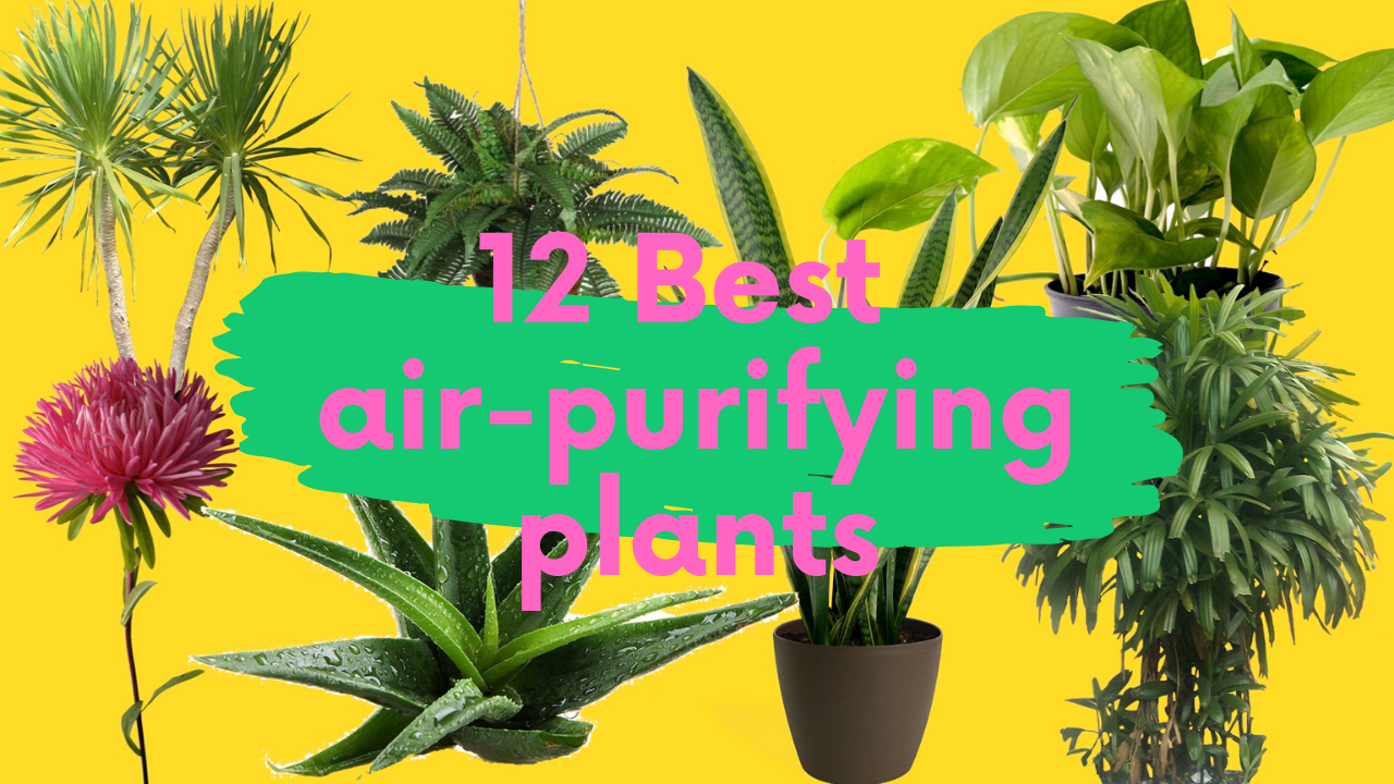 As melhores plantas de interior para purificar o ar