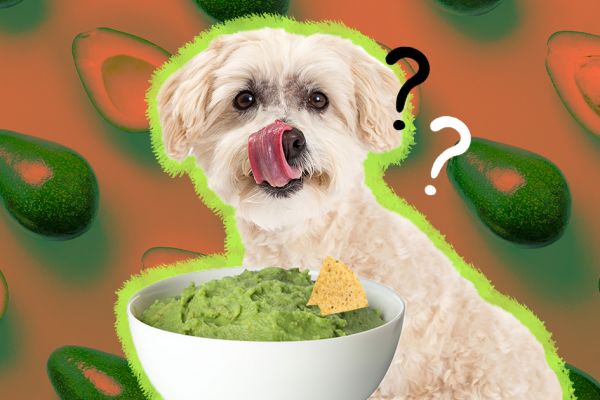 can dogs eat guacamole