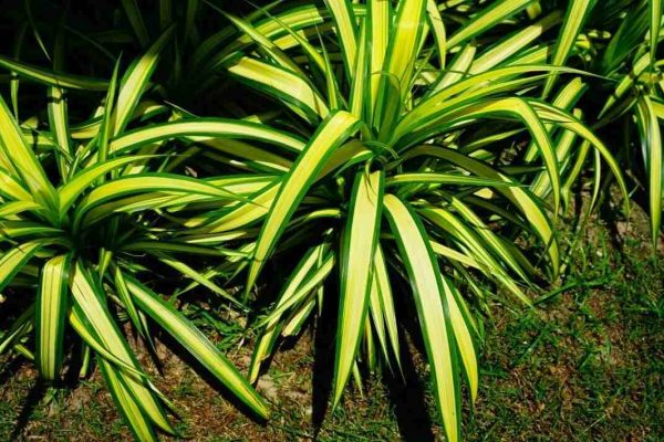 can spider plants live outside