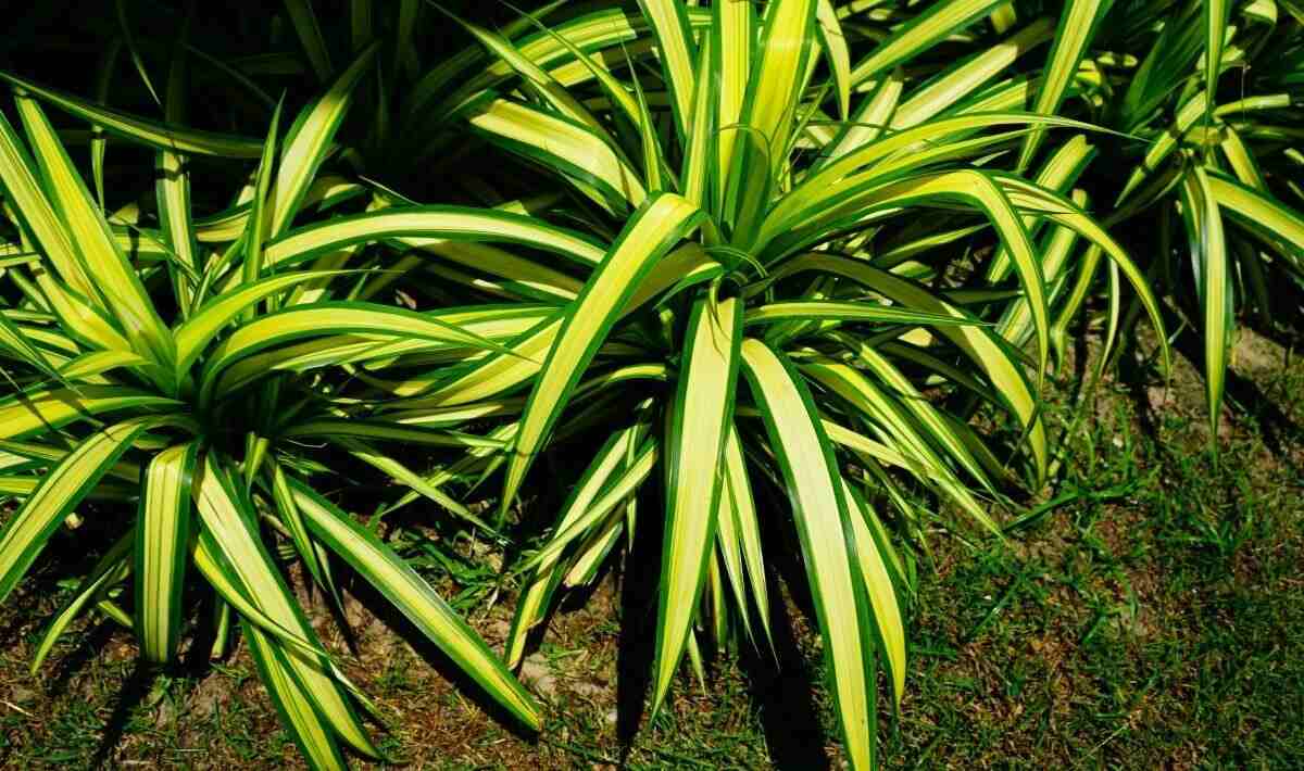 can spider plants live outside