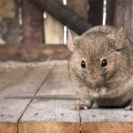 how to get rid of rats in attic