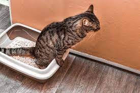 Utilize an enzymatic cleaner to eliminate your cat's urine and poop smell