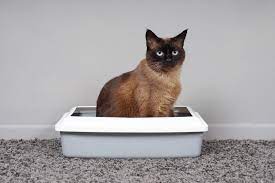 Regularly clean and maintain your cat's litter box