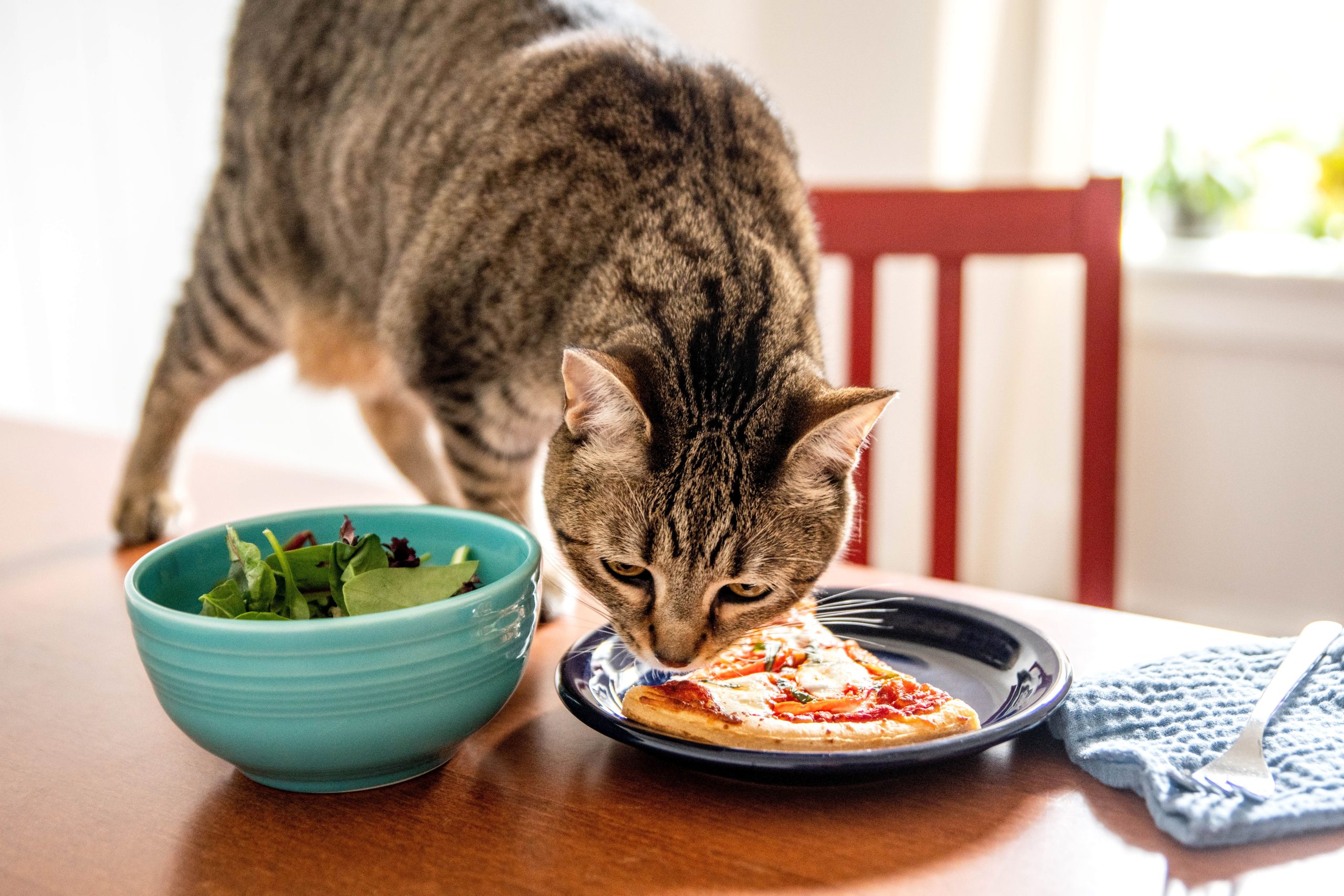 Regularly clean your cat's utensils and eating area