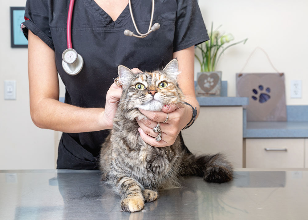 Take your cat to the vet for regular health checkups