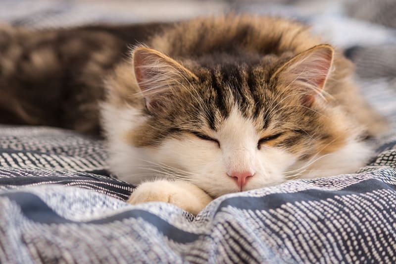 Wash your cat's bedding on a regular basis 