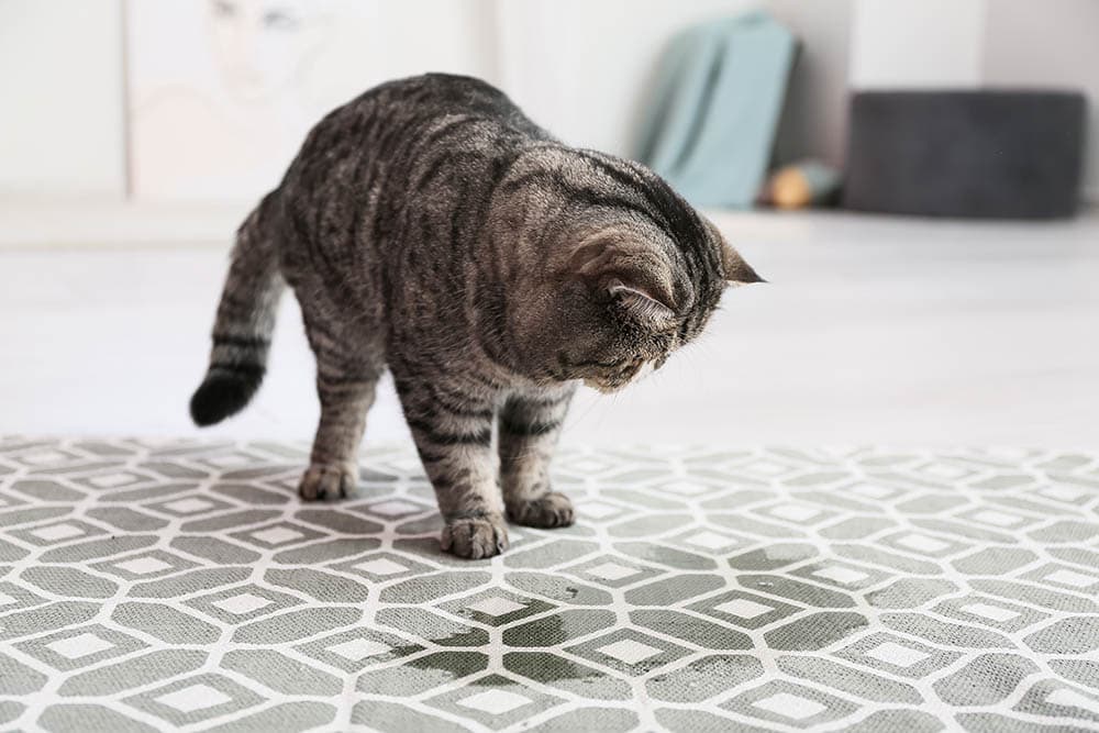 Use different cleaners to remove cat smell from your house