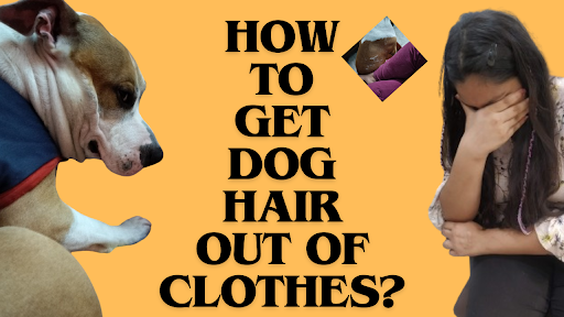 how to get dog hair out of clothes