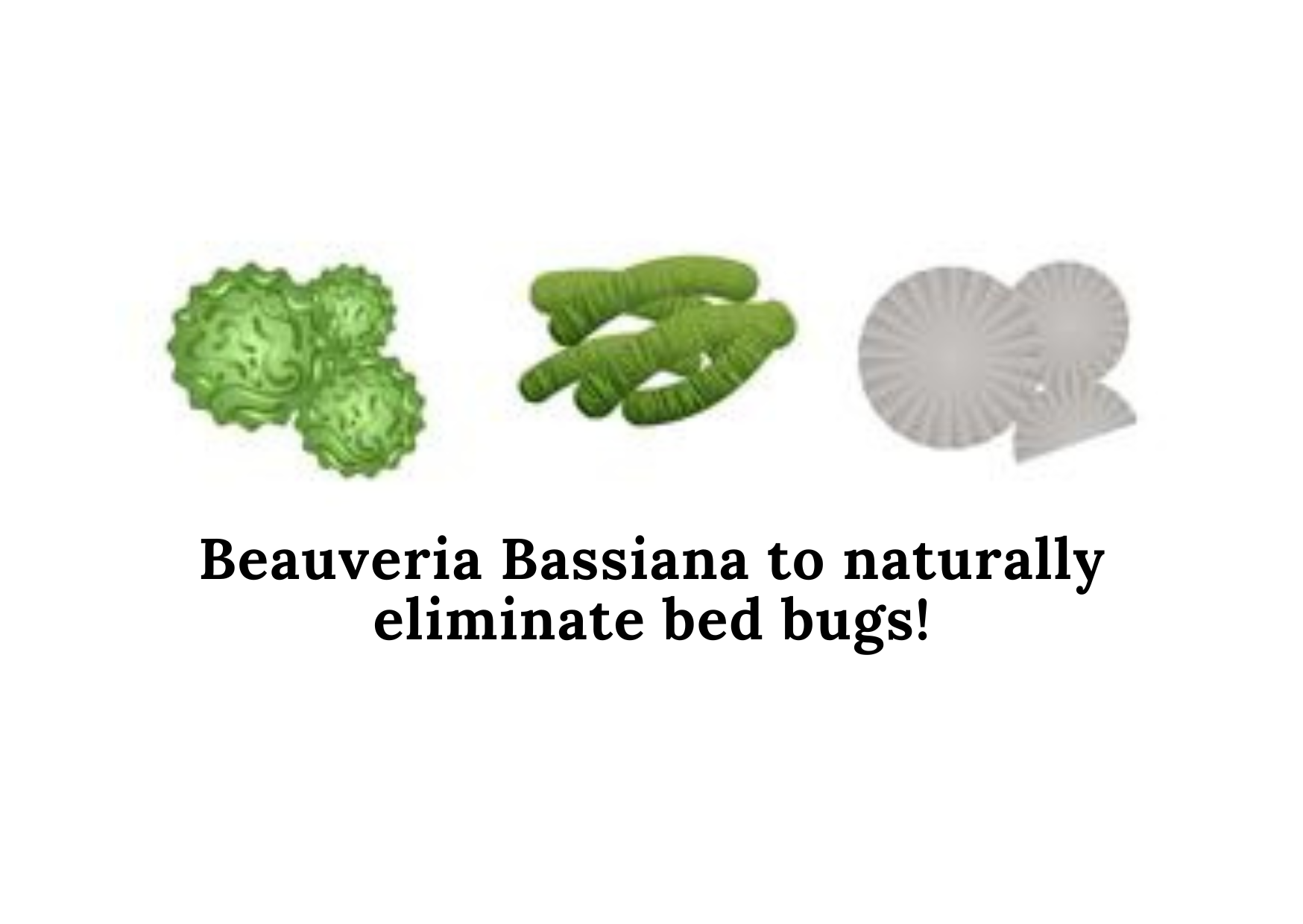 Beauveria Bassiana to naturally eliminate bed bugs!