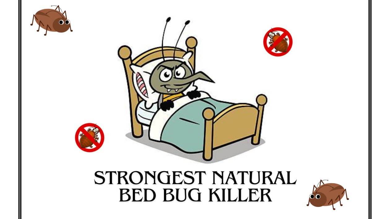 strongest natural bed bug killer